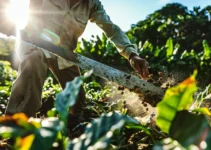 Machetes en la agricultura costarricense, imprescindibles para el desarrollo rural