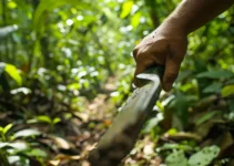 Cómo elegir el machete adecuado para la conservación de senderos en Costa Rica