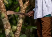 Cómo influye el diseño del machete en su funcionalidad agrícola y las prácticas costarricenses