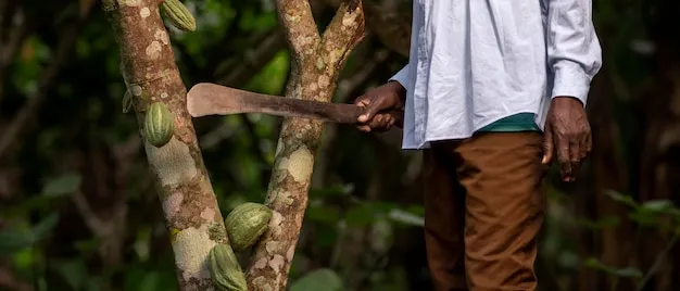 Como Influye el Diseno del Machete en su Funcionalidad Agricola