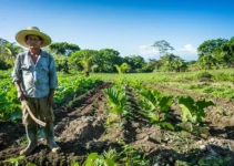 Cómo el machete ayuda a mantener la salud del suelo agrícola