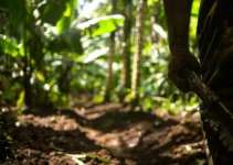 Cómo el machete favorece la agricultura en climas tropicales, una herramienta indispensable