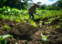 El machete en la agricultura y su rol en la reducción de la huella de carbono