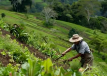 El machete y su contribución al control de erosión en la agricultura, una herramienta indispensable