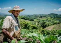 La cultura del machete y su impacto en las comunidades agrícolas costarricenses