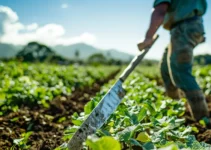 La influencia del machete en las prácticas agrícolas tradicionales y su relevancia en Costa Rica