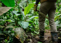 Machete, herramienta esencial para controlar la vegetación en senderos