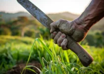 Machetes para el manejo de pastos, cómo elegir el ideal para tu finca