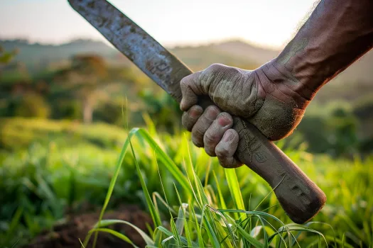 Machetes para el Manejo de Pastos Encuentra el Tipo Adecuado para Tu Ganaderia