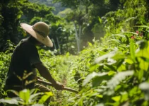 Restauración de senderos con machete, técnicas eficaces para agricultores