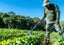 Seguridad en el uso del machete para agricultores con discapacidad, estrategias adaptativas