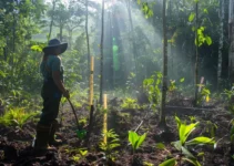 Machete en la restauración ecológica de zonas degradadas, explorando su papel en Costa Rica