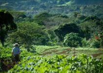 Machetes y agricultura sostenible, prácticas de mantenimiento eco-amigable