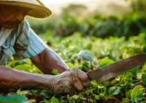 Machetes en la Agricultura de Conservación, Herramientas Esenciales para un Trabajo Sostenible