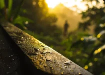 Redescubriendo el machete, innovación en herramientas de campo